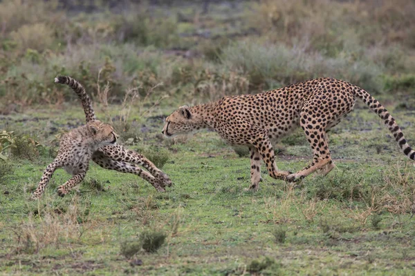 Mladí Gepardi Svém Přirozeném Prostředí — Stock fotografie