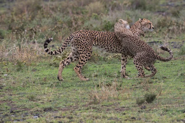 Young Cheetahs Natural Habitat — Stock Photo, Image