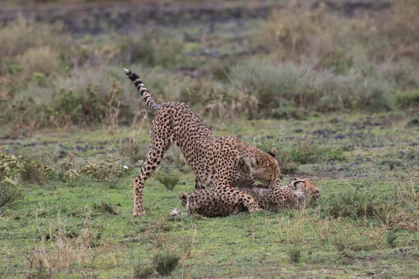 Молодые Гепарды Естественной Среде Обитания — стоковое фото