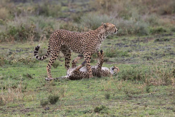 Les Jeunes Guépards Dans Leur Habitat Naturel — Photo