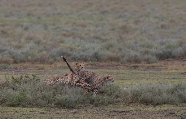 Giovani Ghepardi Nel Loro Habitat Naturale — Foto Stock