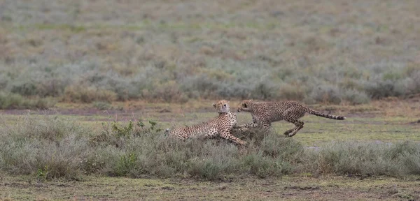 Les Jeunes Guépards Dans Leur Habitat Naturel — Photo