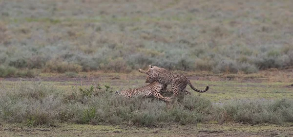 Jonge Cheeta Hun Natuurlijke Habitat — Stockfoto