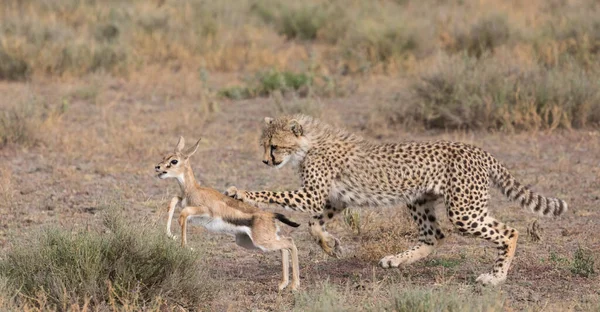 Młody Gepard Poluje Gazelę Thomsona Dobre Zdjęcia Dzikiej Przyrody Zdjęcia Obrazy Stockowe bez tantiem