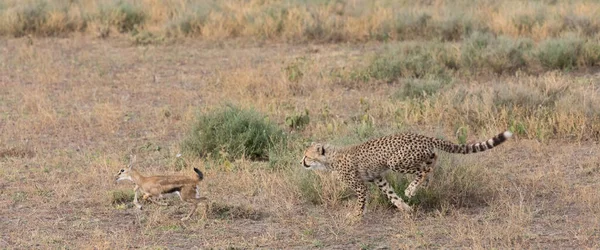 Młody Gepard Poluje Gazelę Thomsona Dobre Zdjęcia Dzikiej Przyrody Zdjęcia Zdjęcia Stockowe bez tantiem