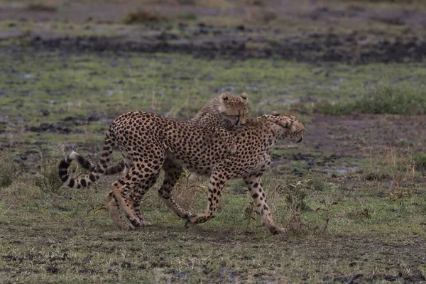 Młode Gepardy Ich Naturalnym Środowisku Obraz Stockowy
