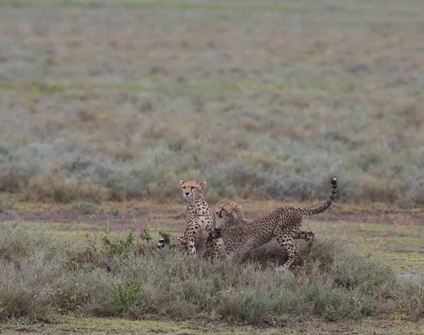 Young Cheetahs Natural Habitat — Stock Photo, Image