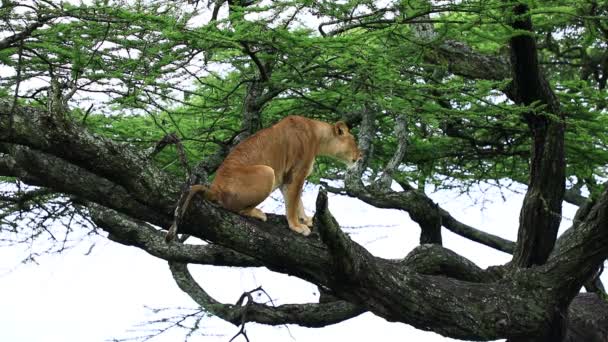 Uma Leoa Homem Chamado Leoa Ramo Árvore Parque Nacional Serengeti — Vídeo de Stock