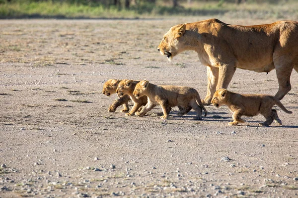 Un Groupe De Lions Chatons Ourson De Lion Et De Lionnes Femelle De Lion Se Deplacent