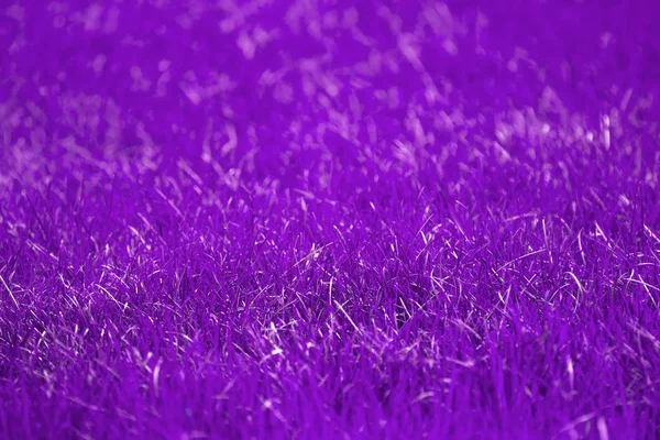 Trendy Ultra Violet sfondo fatto di erba fresca primavera. Astratto sfondo viola . — Foto Stock