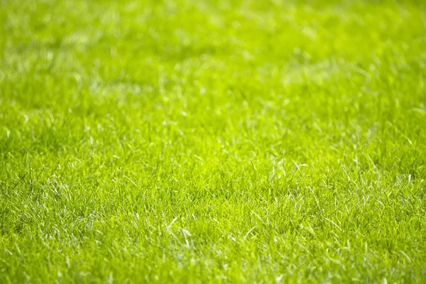 Hintergrund eines frischen frühlingshaften grünen Grases. Frühlingskulisse. — Stockfoto