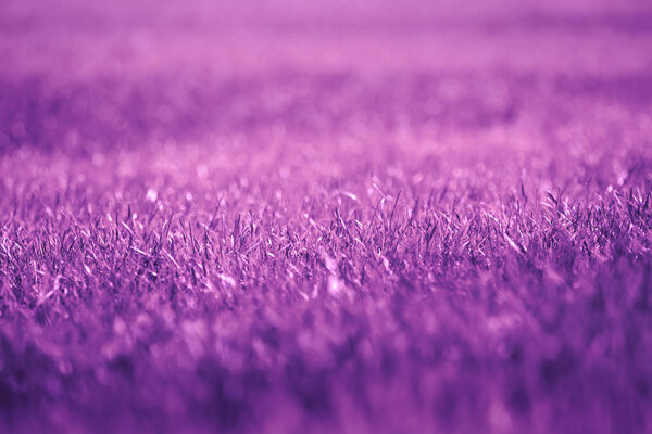 Trendy Ultra Violet фон из свежей весенней травы. Абстрактный фиолетовый фон
.