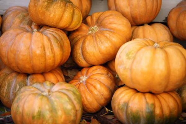 Narancs és zöld tök a szabadtéri piacon. Színes őszi hálaadási háttér másolási hely a szöveg. — Stock Fotó