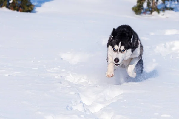 Siberian Husky Bezwingt Schneeverwehungen — Stockfoto