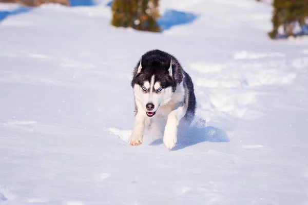 Siberian Husky Bezwingt Schneeverwehungen — Stockfoto