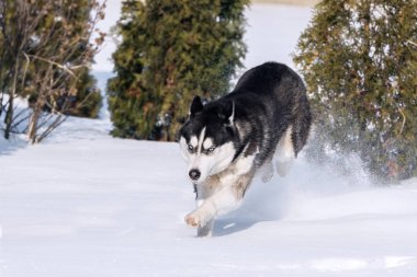 Siberian dış yapraklar snowdrifts fethetti.