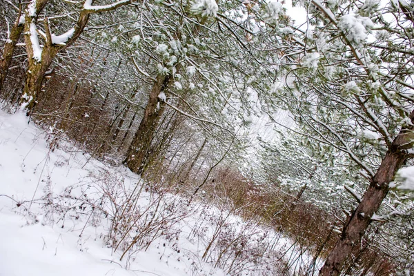 Gałęzie Sosnowe Pokryte Dużą Warstwą Śniegu — Zdjęcie stockowe