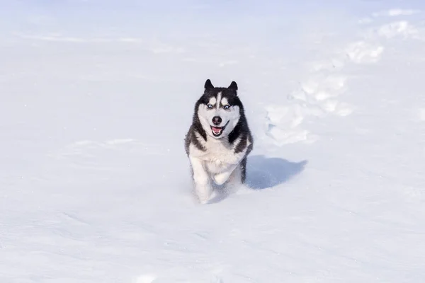 Siberian Husky Bezwingt Schneeverwehungen — Stockfoto