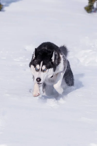 Siberian Husky Conquers Snowdrifts — Stock Photo, Image