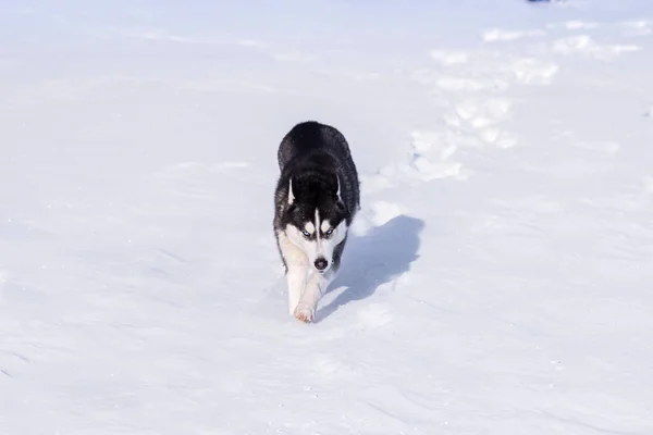 Szibériai Husky Meghódítja Snowdrifts — Stock Fotó