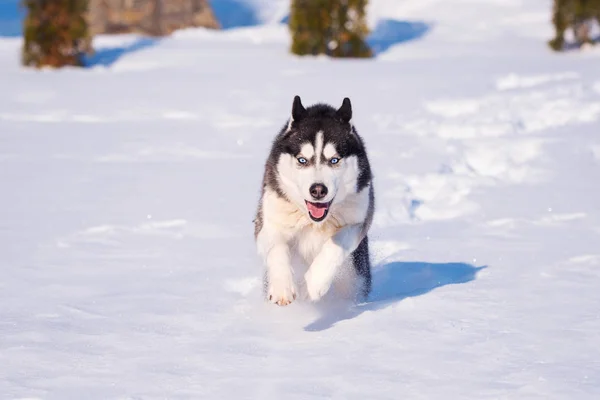 Siberian Husky Bezwingt Schneeverwehungen — Stockfoto