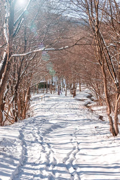 Piękny Zimowy Zachód Słońca Drzewami Śniegu — Zdjęcie stockowe