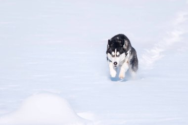 Siberian dış yapraklar snowdrifts fethetti.