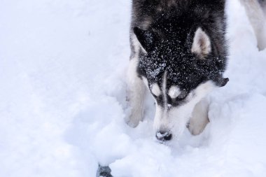 Köpek doğurmak Siberian dış yapraklar portre açık karlı arazide.