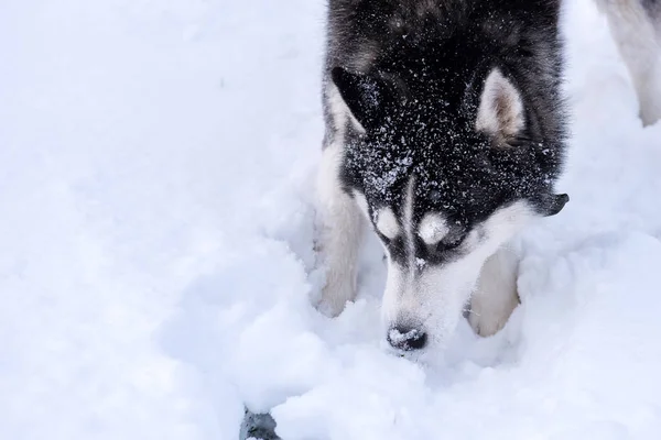 Hunderasse Siberian Husky Portrait Auf Offenem Schneebedecktem Gelände — Stockfoto