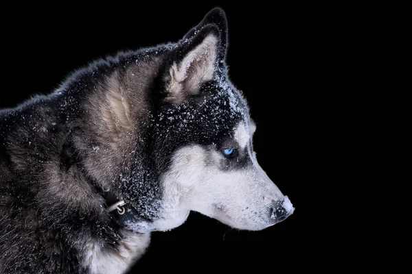Hunderasse Siberian Husky Portrait Isolieren Auf Schwarzem Hintergrund — Stockfoto