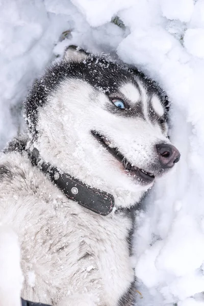 Dog breed Siberian Husky portrait on open snowy terrain.