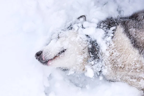 Hondenras Siberische Husky Portret Open Besneeuwde Terrein — Stockfoto