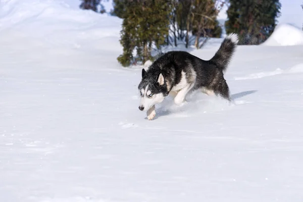 Siberian Husky Bezwingt Schneeverwehungen — Stockfoto