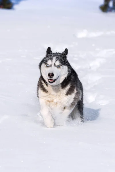 Siberian Husky Conquers Snowdrifts — Stock Photo, Image