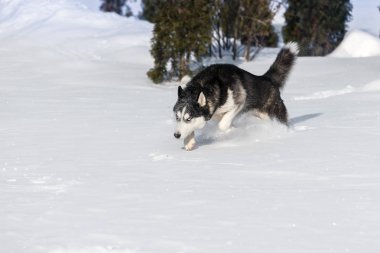 Siberian dış yapraklar snowdrifts fethetti.