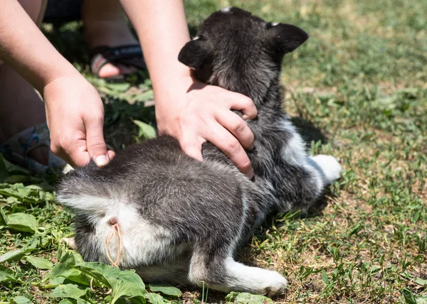 why do puppies have worms