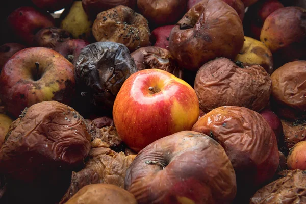 Una Manzana Fresca Entre Docenas Podridas Oposición Concepto Confrontación —  Fotos de Stock