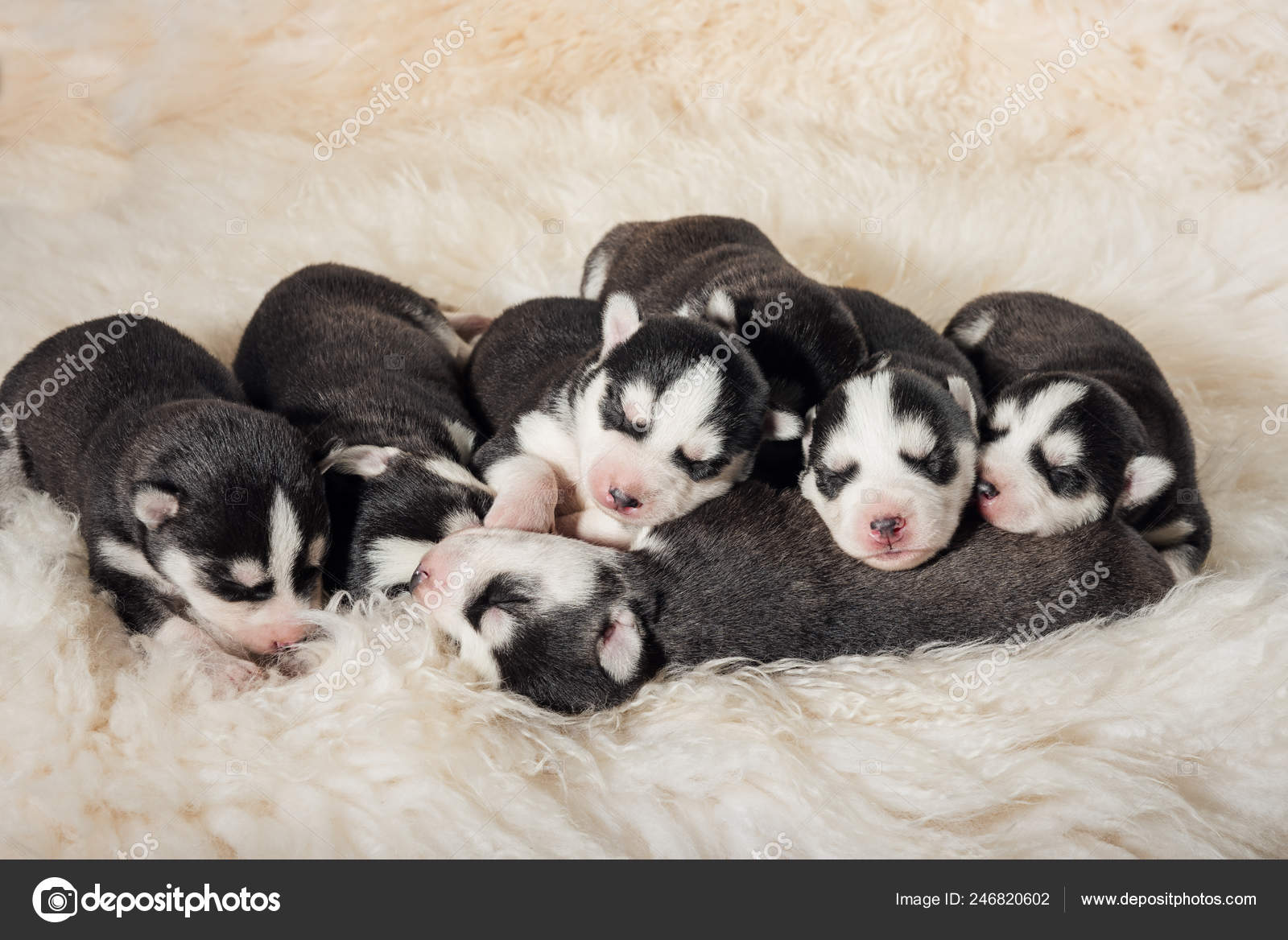 newborn husky puppies