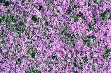 Güzel dokusal arka planını çiçekler.