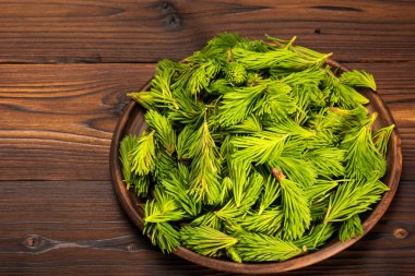 Çam dalları ile genç yeşil sürgünler. Ethnoscience.