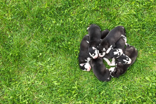 Preciosos Cachorros Husky Recién Nacidos — Foto de Stock