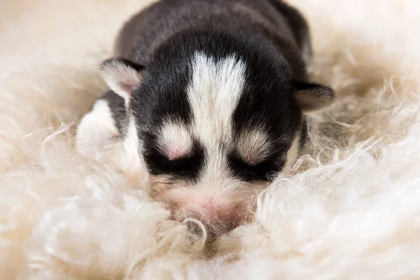 Cute siberian husky puppies sleeping on white