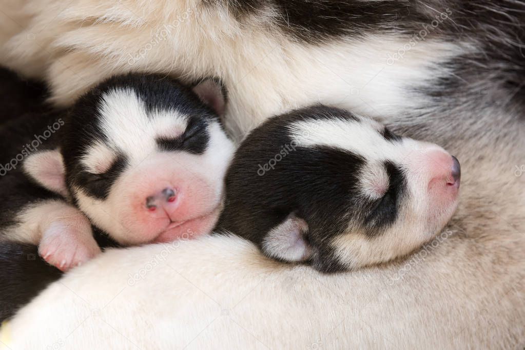 Husky with blue eyes feeds the puppies.