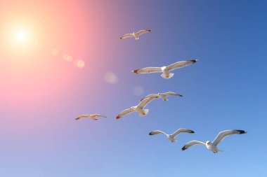 Mavi gökyüzü ve martı siluet. Güzel yaz doğa.