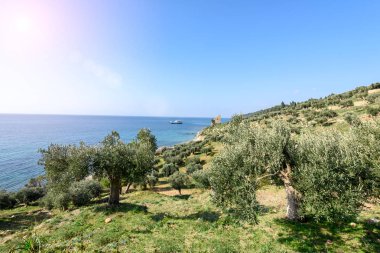 Zeytin bahçeleri bir feribot denize dağlarda,.