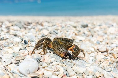 Yengeç yaz sıcak kumsalda güneşlenmek için dışarı çıktı
