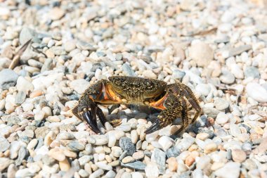 Yengeç yaz sıcak kumsalda güneşlenmek için dışarı çıktı