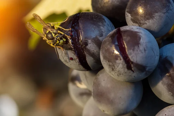 A macro of a wasp eating grape fruit. — Stock Photo, Image