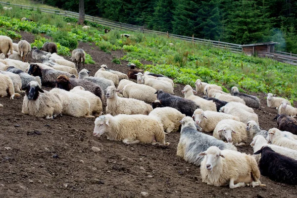 Sheep laying down on ground in flock. — Stock Photo, Image