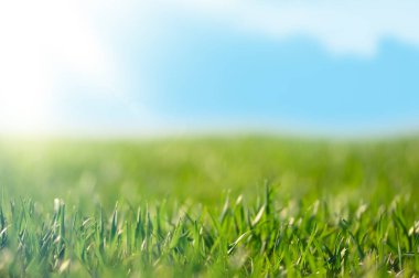 .Genç yeşil buğday tarlada yetişir. Buğday filizli sıralar. Güneşli bahar sabahı.